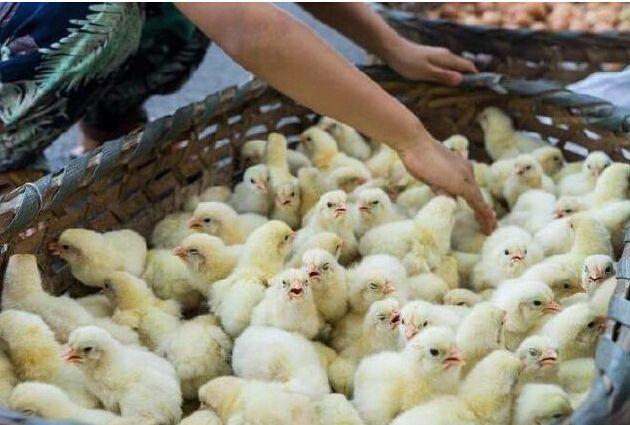 怎样才能成功从鸡蛋中孵化出鸡苗,人工孵化鸡蛋的时间和技巧