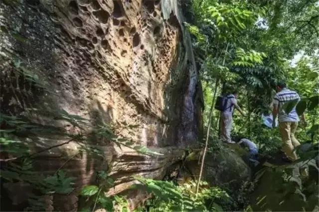 再过2天！仁寿森林音乐节来了，桐子花开满山头，粉白若雪！