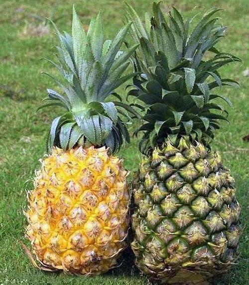 菠萝为什么要叫做凤梨,菠萝与凤梨有什么区别