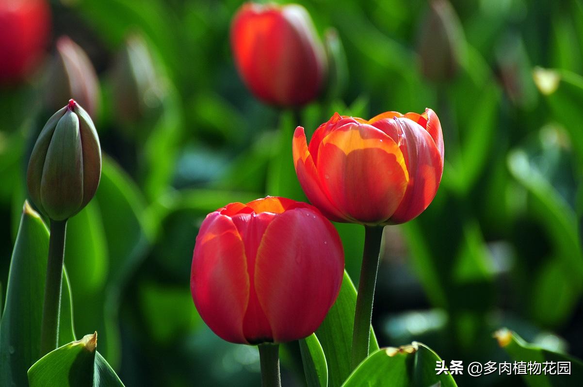 郁金香怎么养才能开花,郁金香怎么种植和养护方法