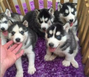 养哈士奇可以像养土狗一样吗,养哈士奇烧钱吗