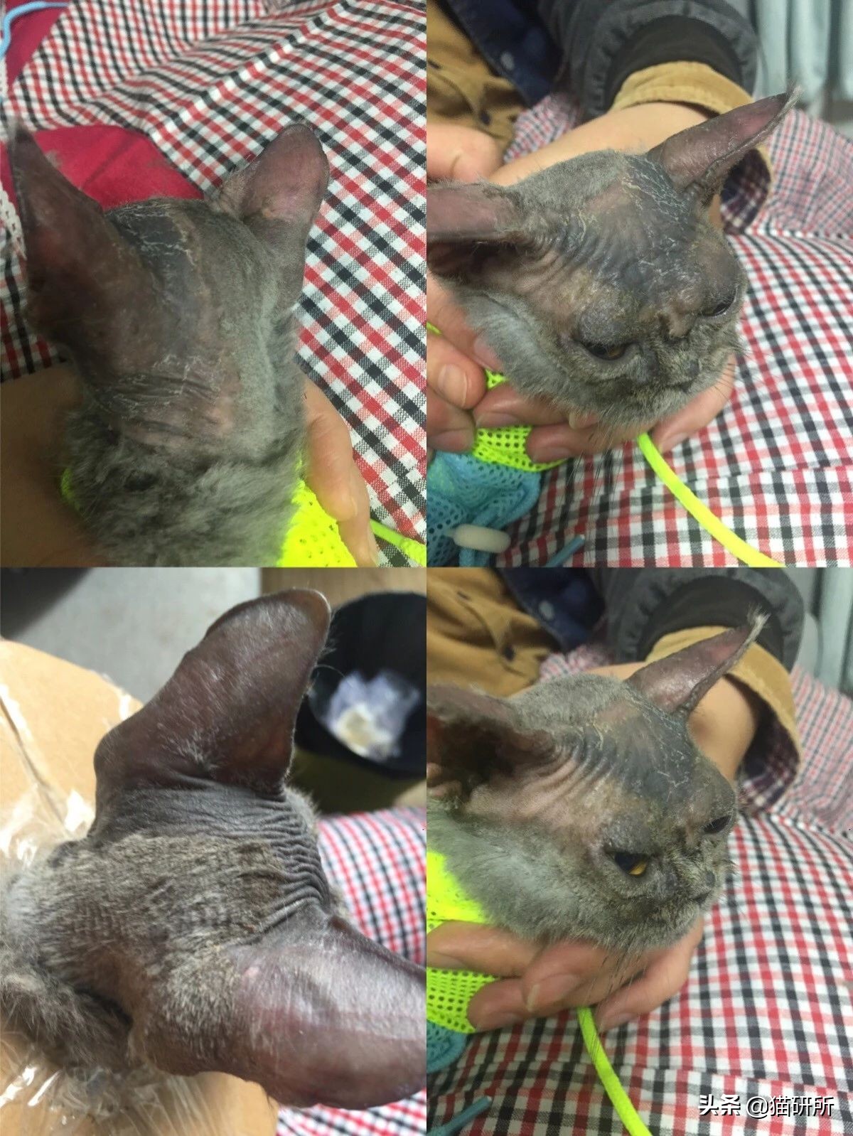 猫咪得了猫癣怎么办可以自愈吗,猫咪得了猫癣怎么办可以打疫苗吗