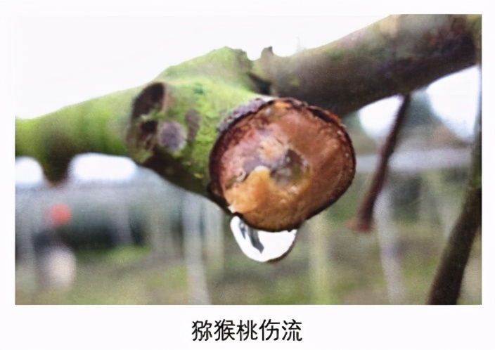 猕猴桃发芽后树干流水是什么原因,猕猴桃流水是什么原因