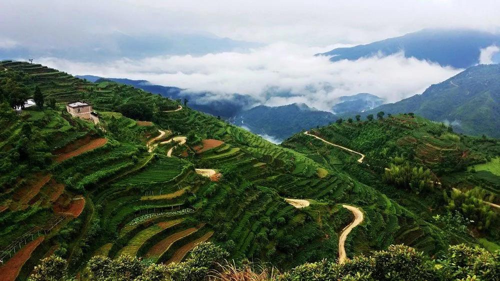 春日茗茶似神仙！厦门人究竟有多好这一口