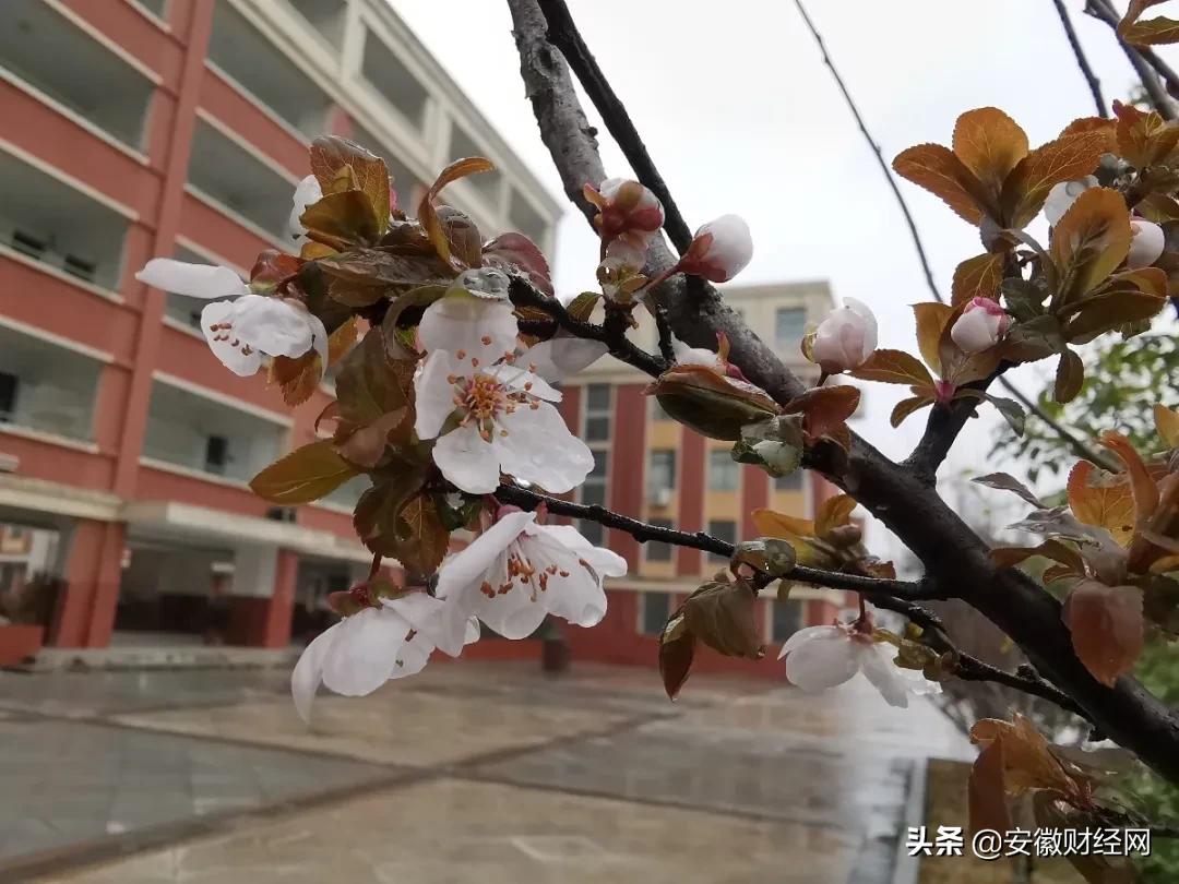 花都开好了现场完整版,花都开好了合唱合拍