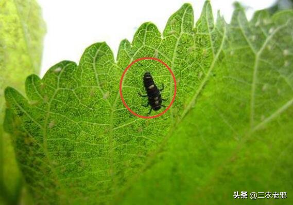 蚕得了白僵病是怎么回事,蚕的白僵病怎么养