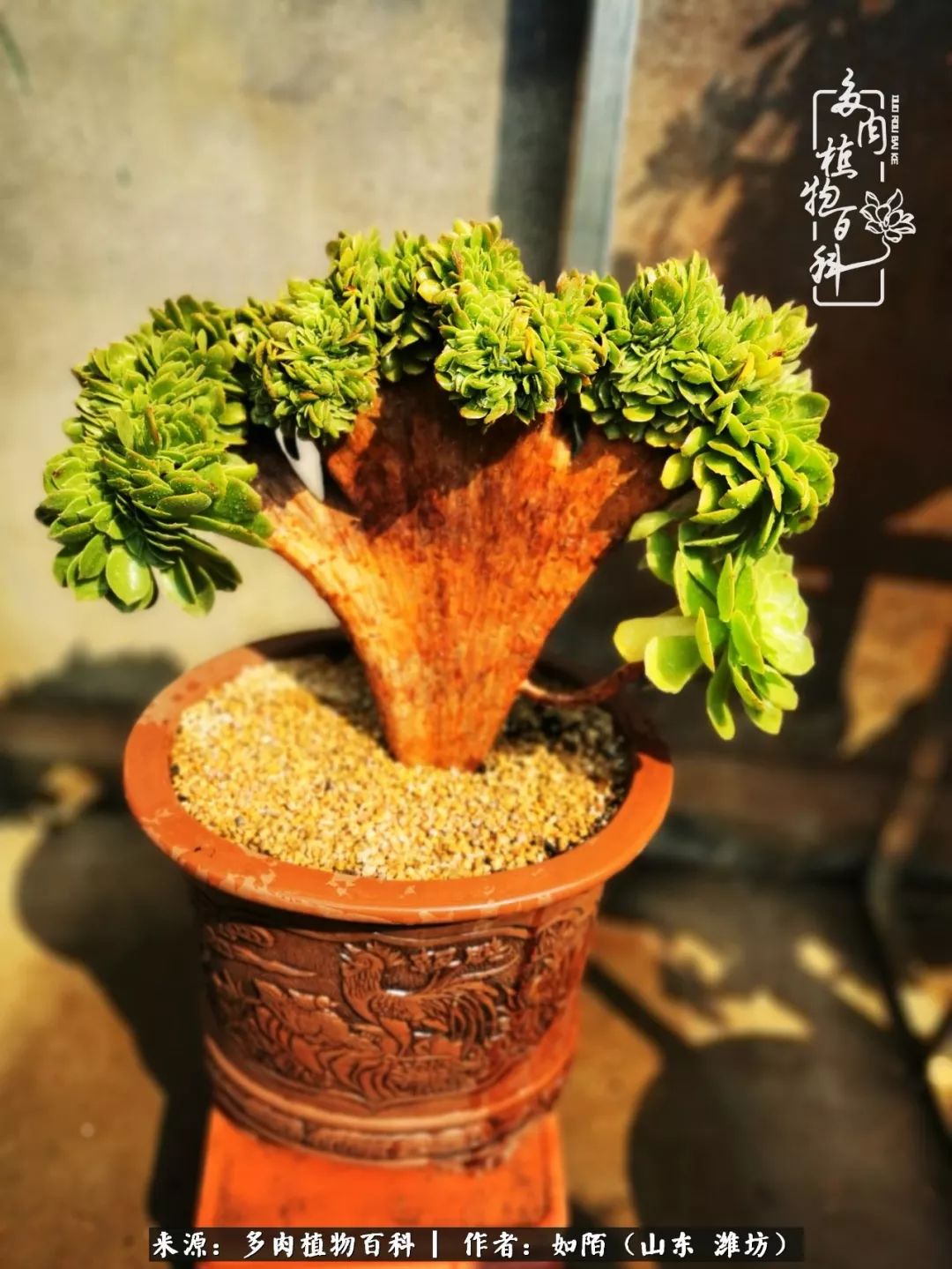 凤凰涅槃,浴火重生!多肉法师圣斗士们的秋天!(附养护经验)