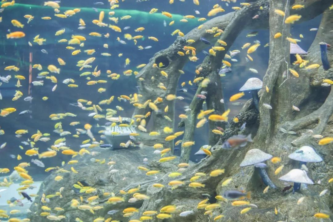 巴南又能耍又有吃的,重庆有什么美食巴南区