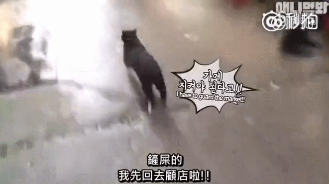 全网都以为复旦大学的猫被偷了，几天后…气得想骂猫