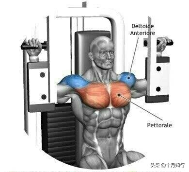 练胸大肌的十个动作,练胸的基本9个动作哑铃