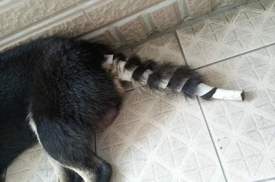 狗狗后部被插入“木棍”,还缠着大量胶带,被救后又遭遗弃