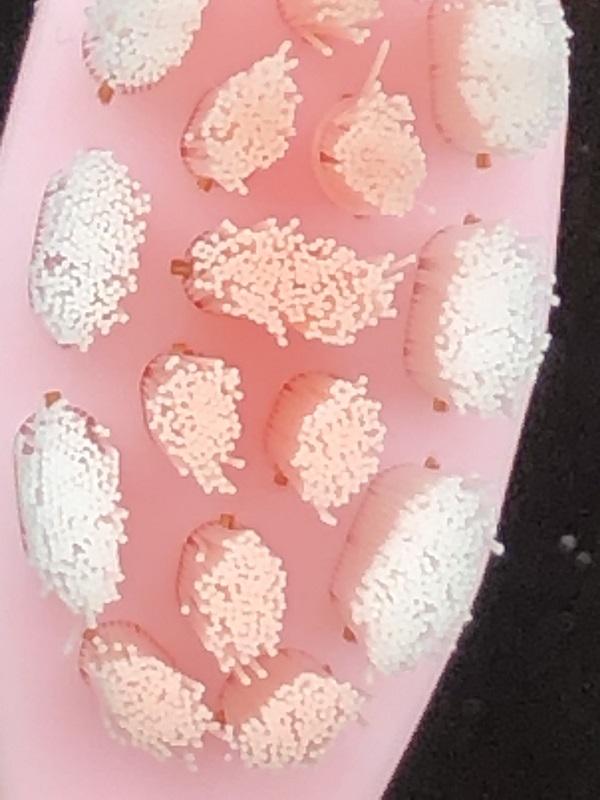 kkc电动牙刷和舒客电动牙刷哪个好,usmile电动牙刷和飞利浦电动牙刷