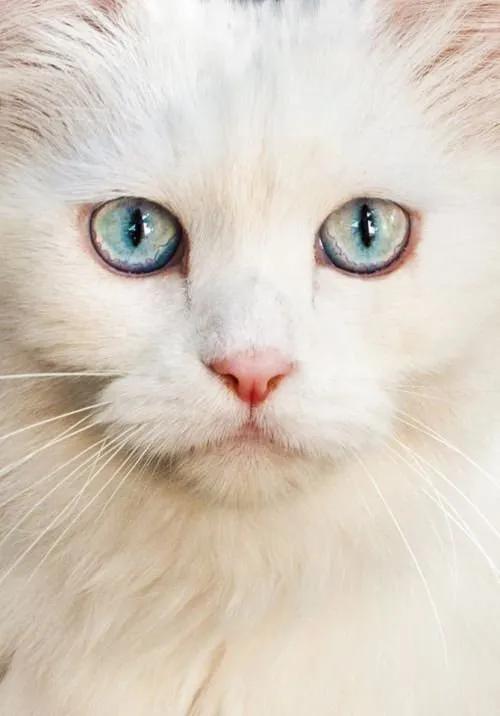 猫眼中好看的猫照片,猫眼猫咪原图