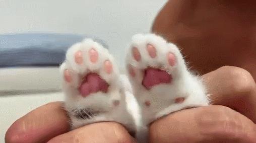 橘猫被抓警察局,肥猫被警察带走判刑