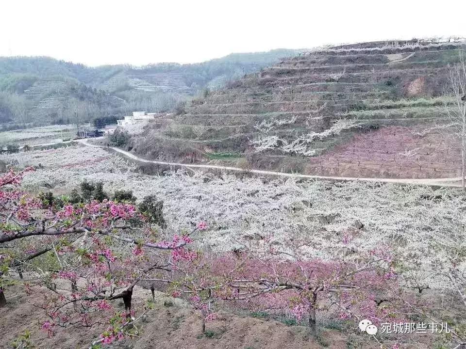 南阳老徐,河南南阳老徐最新视频