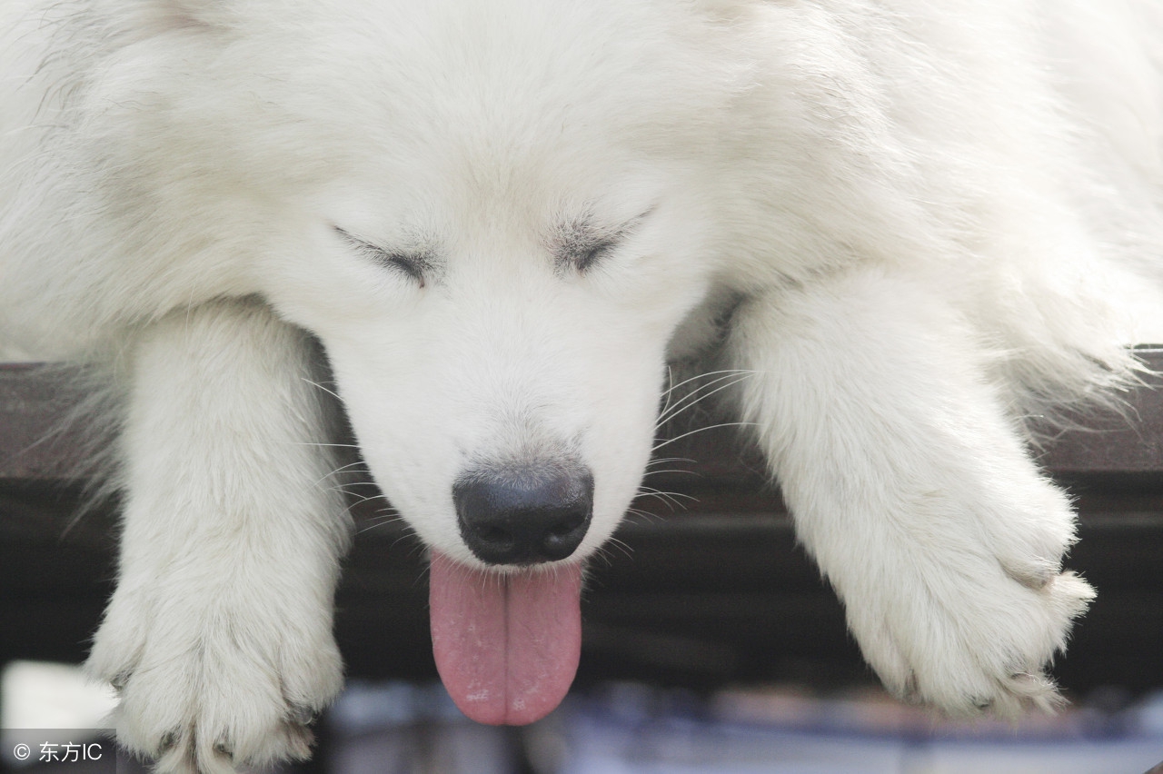 如何判断萨摩耶是不是串串,怎么分辨萨摩耶和博美幼犬