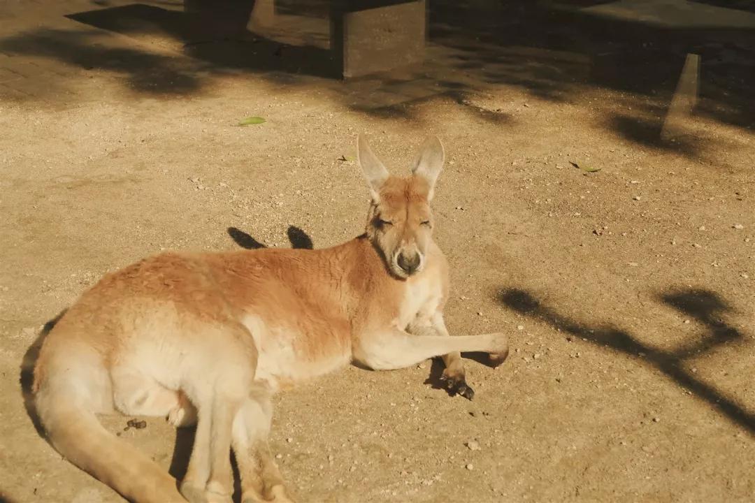 在动物园散步才是正经事|暴走福州