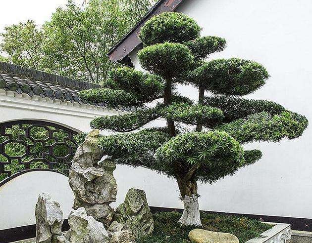 在花园里种什么草,在花园里种什么花最好