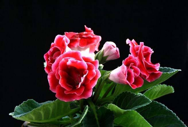 大岩桐没开花花蕾就枯了怎么办,大岩桐怎么养二次开花