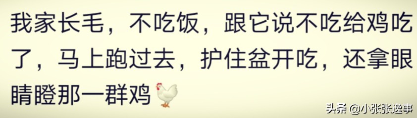 狗狗太肥了怎么才能给它减肥呢,爷爷说狗狗太胖了要减肥