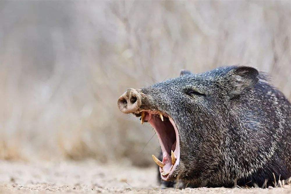萧瀚勇斗野猪，手中的*首匕**也断成几节，再看野猪毫发未伤