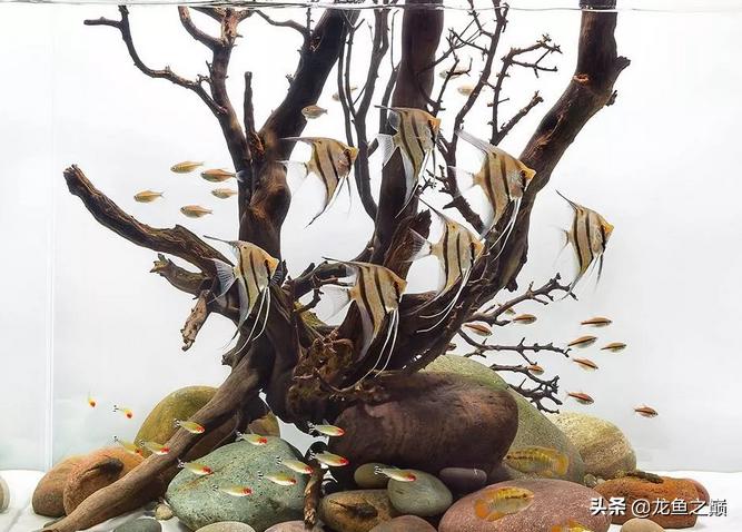 沉木与什么石头搭配造景,沉木造景选树桩还是拱桥