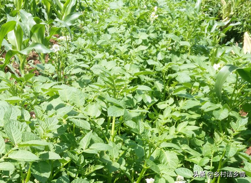 马铃薯提高产量的方法,马铃薯产量形成关键时期