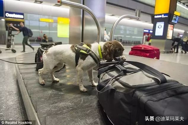 英国海关检查严吗,英国海关允许带多少香烟入关