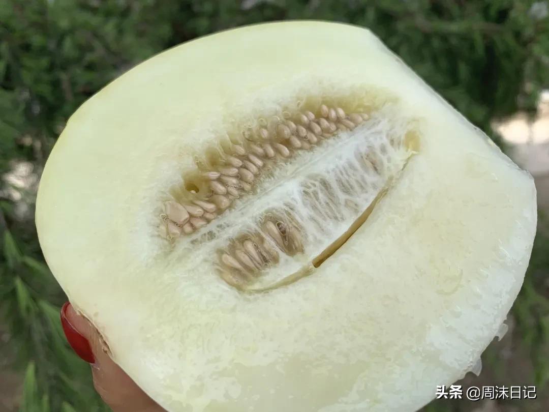 不甜不要钱!白玉甜瓜火了,脆嫩香甜多汁!全家老小都爱吃