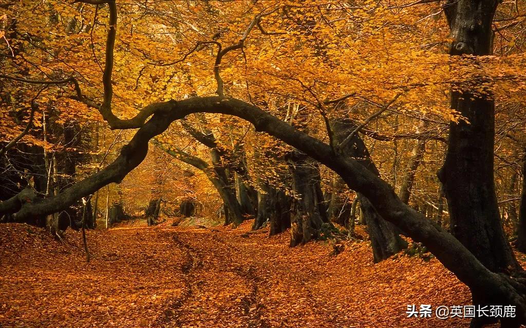 英国秋天好去处,英国秋天旅游必去的地方