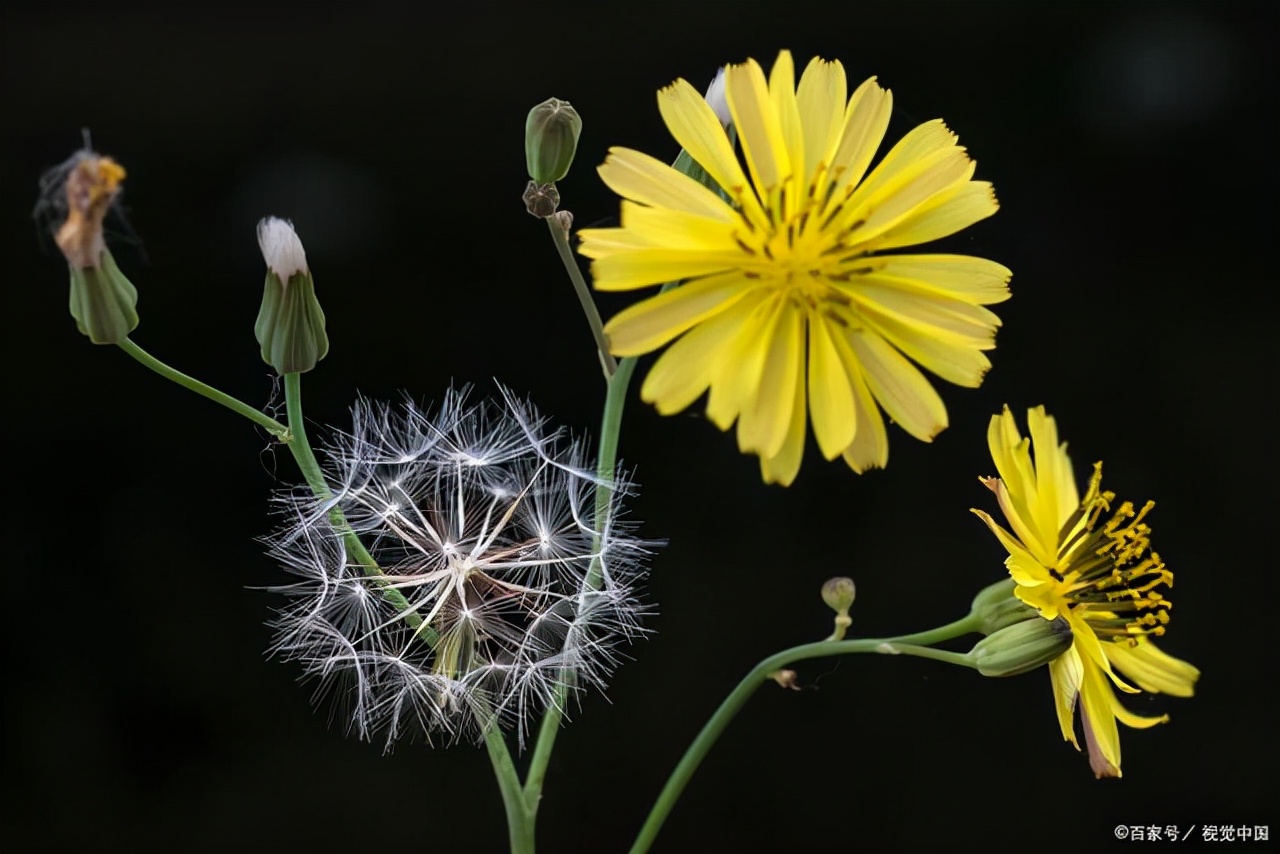 早上起床口干口苦口臭并伴有头晕,早上起床口苦口干口臭唾液为褐色