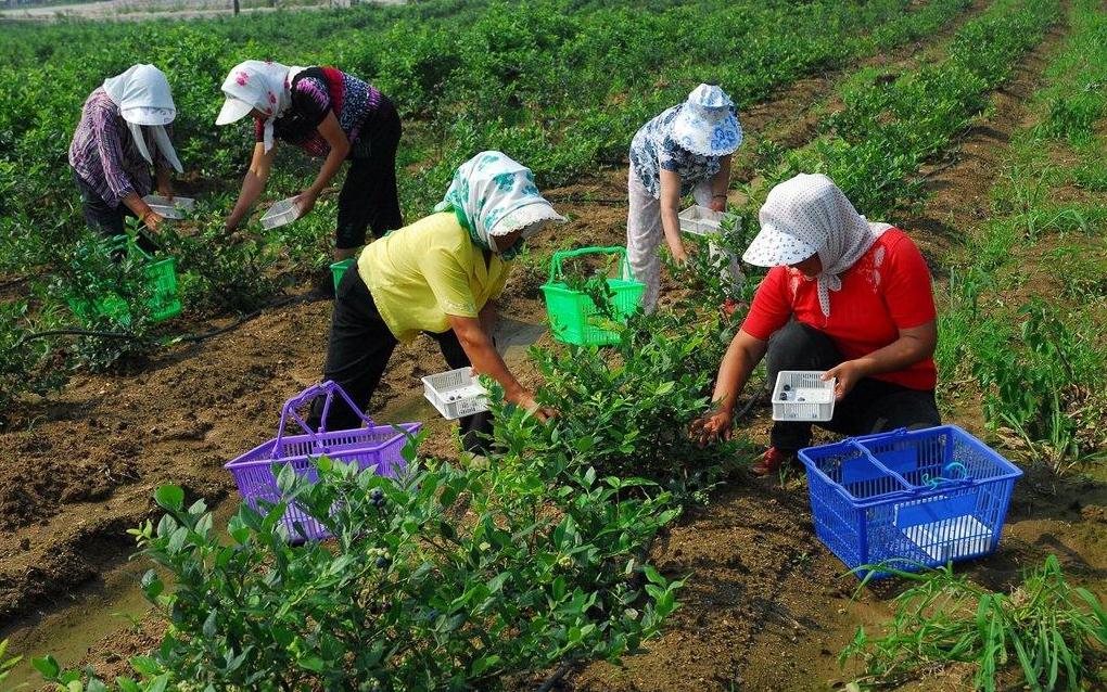 农村大哥蓝莓地里铺锯末，历经3年变身摇钱树，眼看成熟鸟吃光