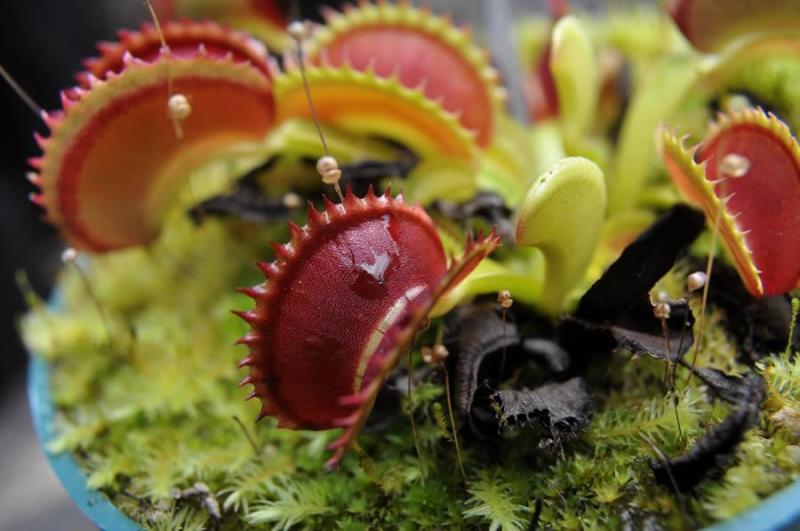 世界上10大最奇特的植物,世界上最奇特的植物叫什么名字