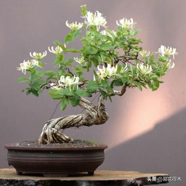 金银花黄叶子有黑斑是怎么回事,金银花现在发黄是啥原因