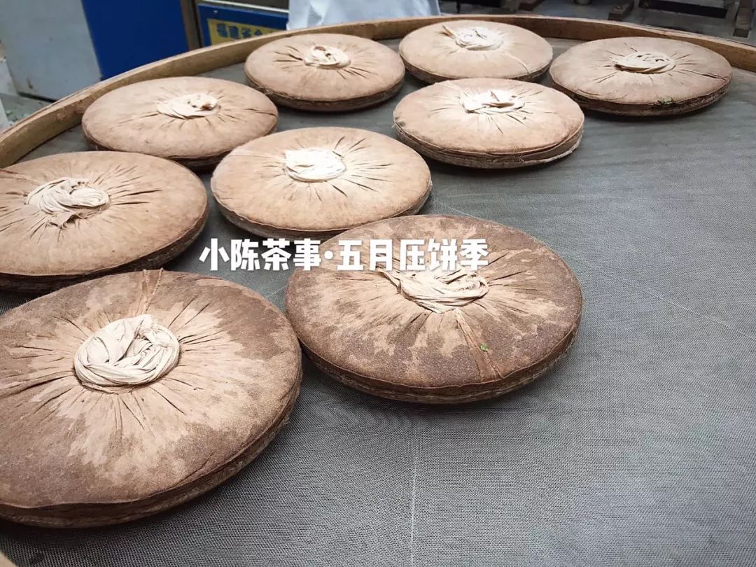 白茶是什么？白茶中有什么？一篇文章带你全面了解白茶知识！