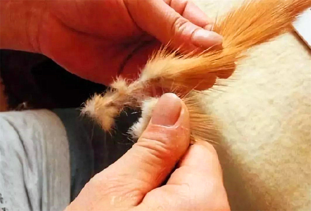 养殖户怎么防止黄鼠狼,黄鼠狼为什么不能大量养殖