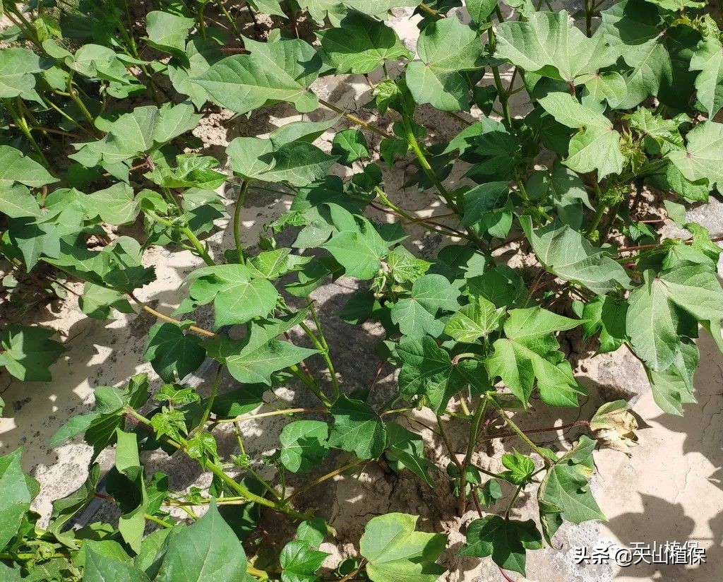 病虫害防治综述,病虫灾害防治