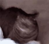 东京奥运会vs北京冬运会,东京奥运会田径运动会