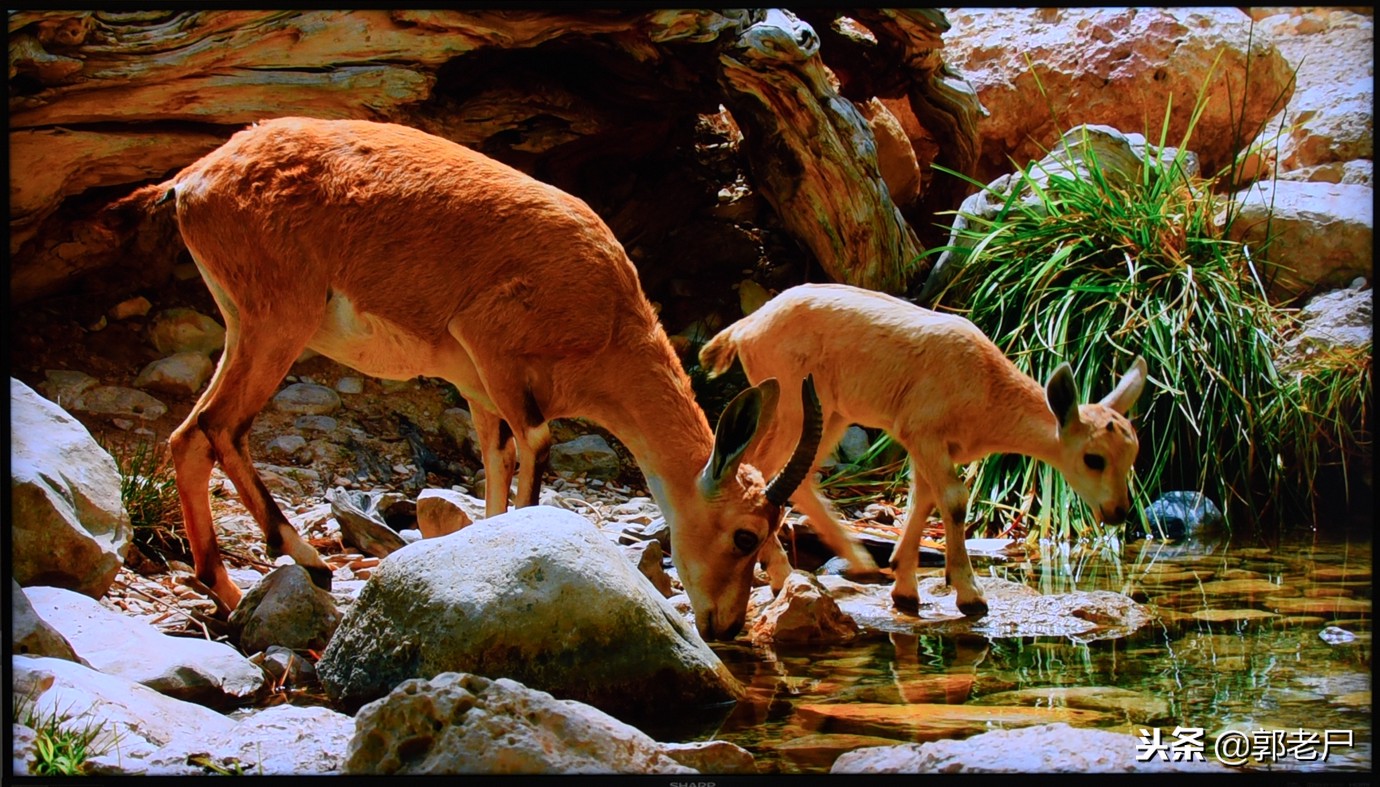夏普60寸深度评测,夏普电视60寸678a评测