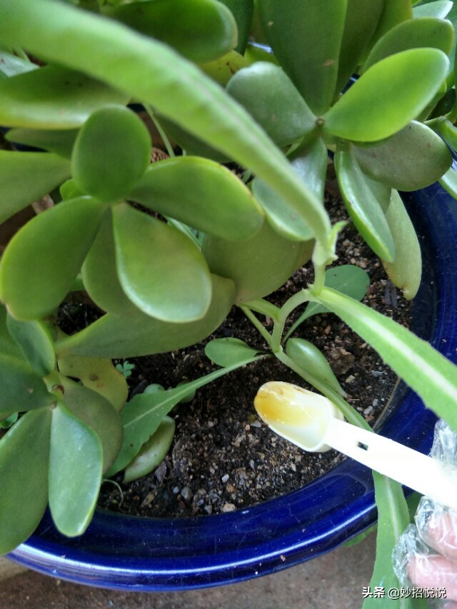 油烟机里清理出来的废油能干啥,油烟机废油不要倒掉帮大忙