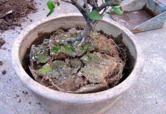 花盆里的土不保水怎么办,花盆土越来越少怎么加土