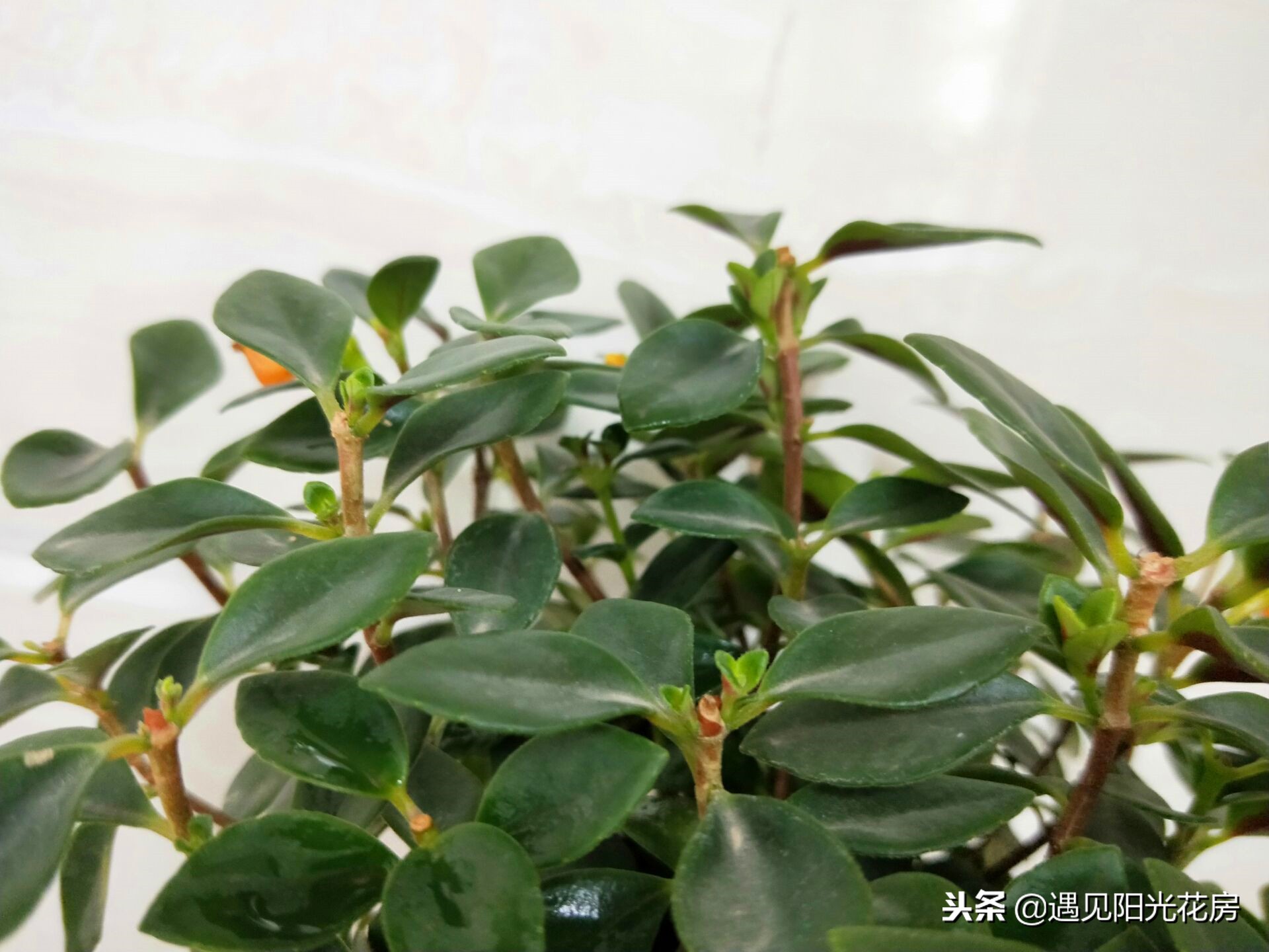 金鱼吊兰冬天怎么养能施肥吗,金鱼吊兰开花后像小金鱼一样漂亮