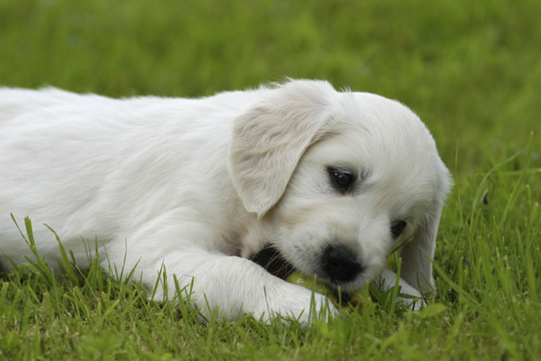 狗狗吐黄水拉不出来怎么办,狗狗吐黄水精神不好怎么办