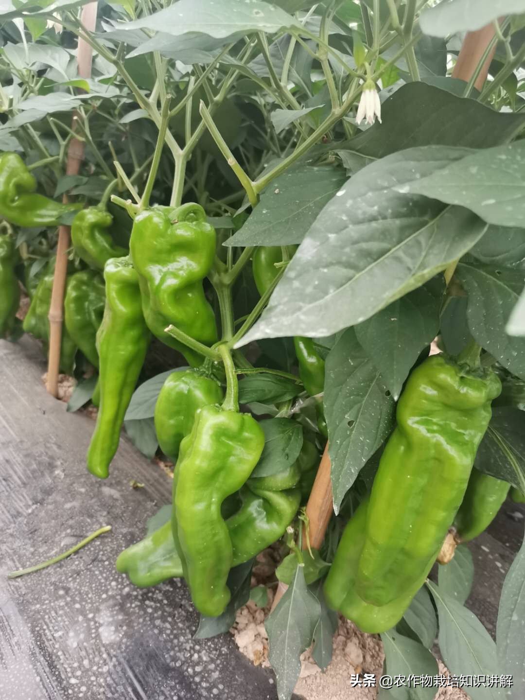 辣椒疫病治不住,辣椒病害难防