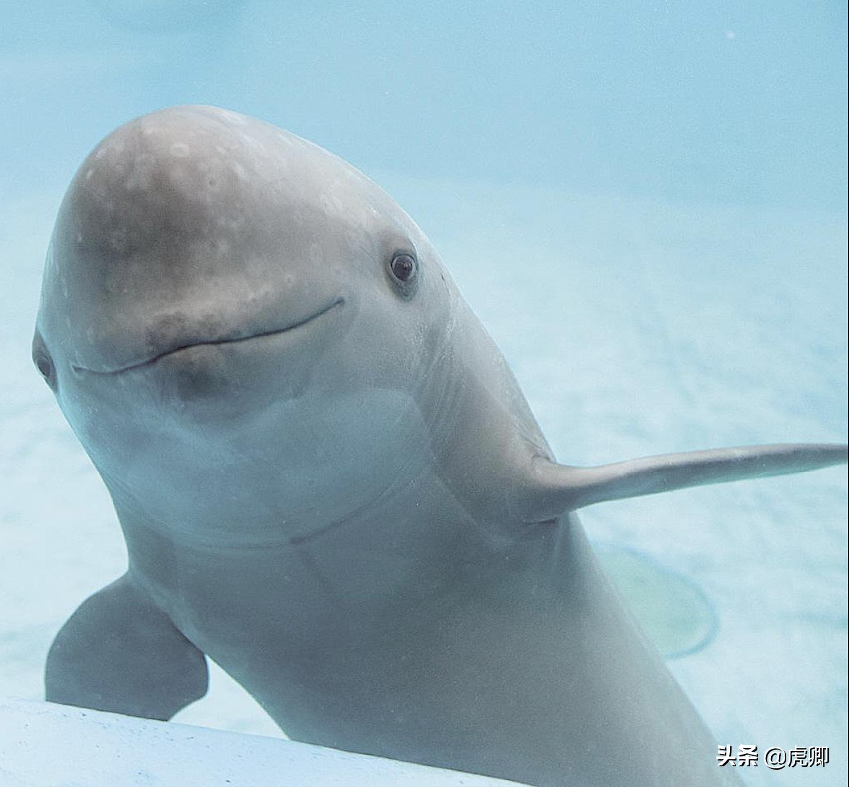 长江江豚死亡最新消息,今年长江江豚灭绝没