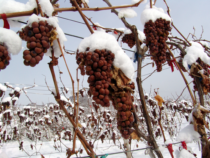 一张图卖出天价,一张图片卖出天价