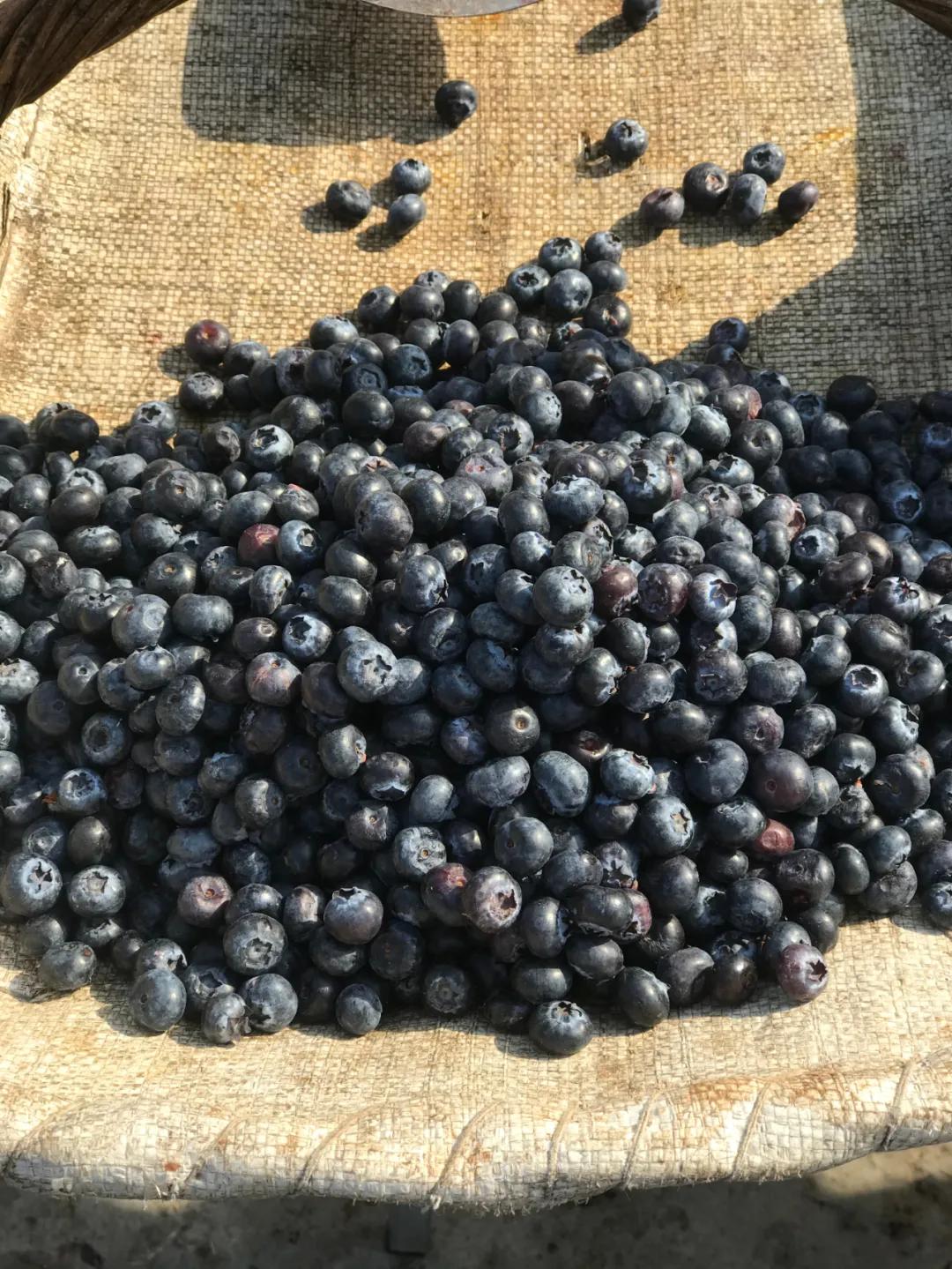 周边最便宜的大集在哪里,10元一两的大集