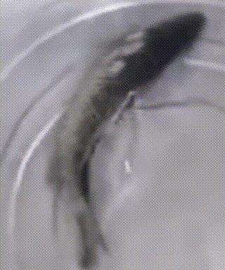 强寒潮持续到三月,强冻过后的蛇还能吃吗