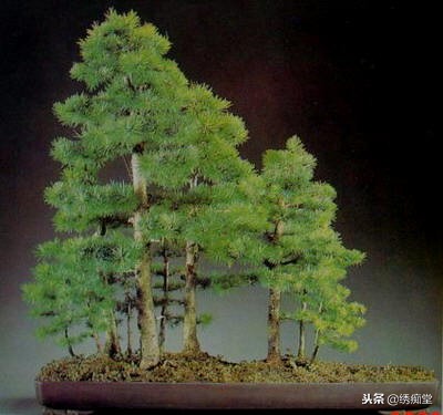 丛林式盆景欣赏,盆景欣赏及制作