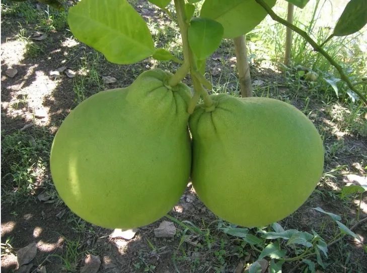 泰国红宝石柚子,正宗的泰国红宝石柚子